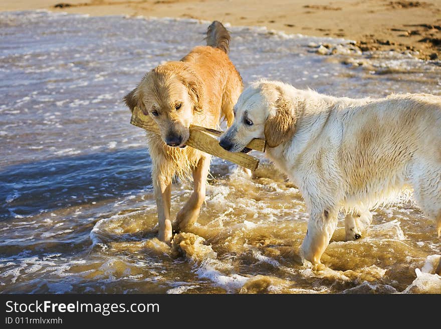 Golden Retrievers