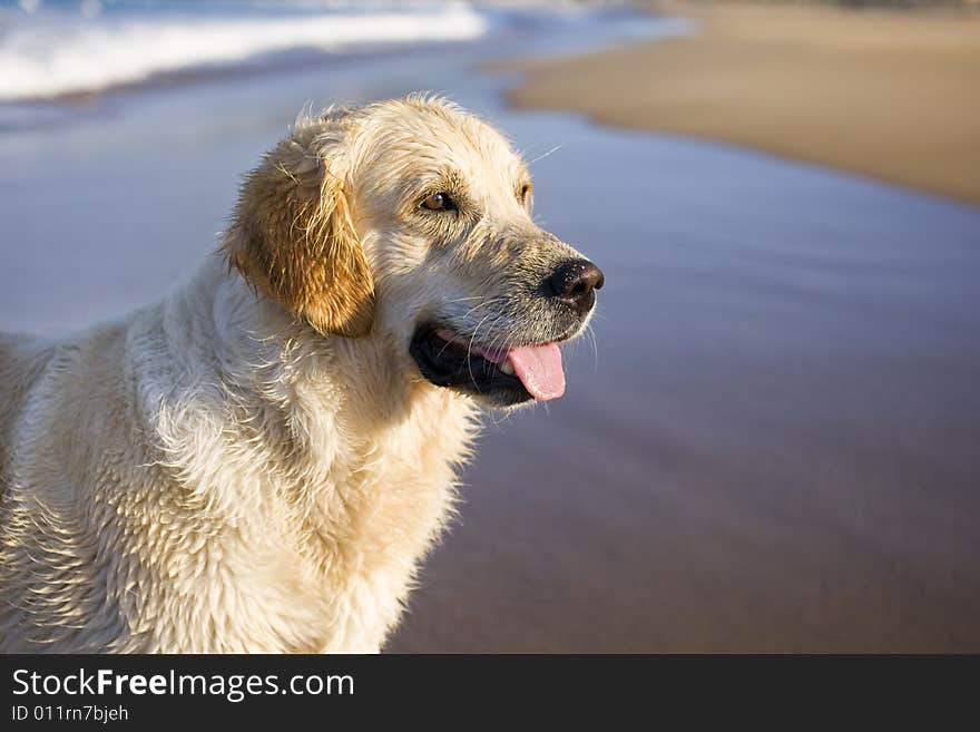 Golden retriever