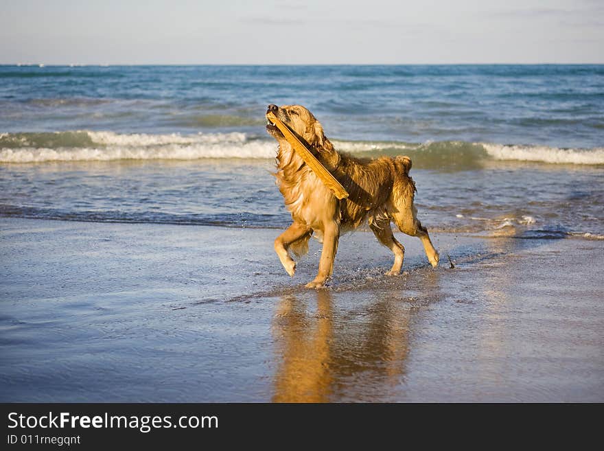 Golden retriever