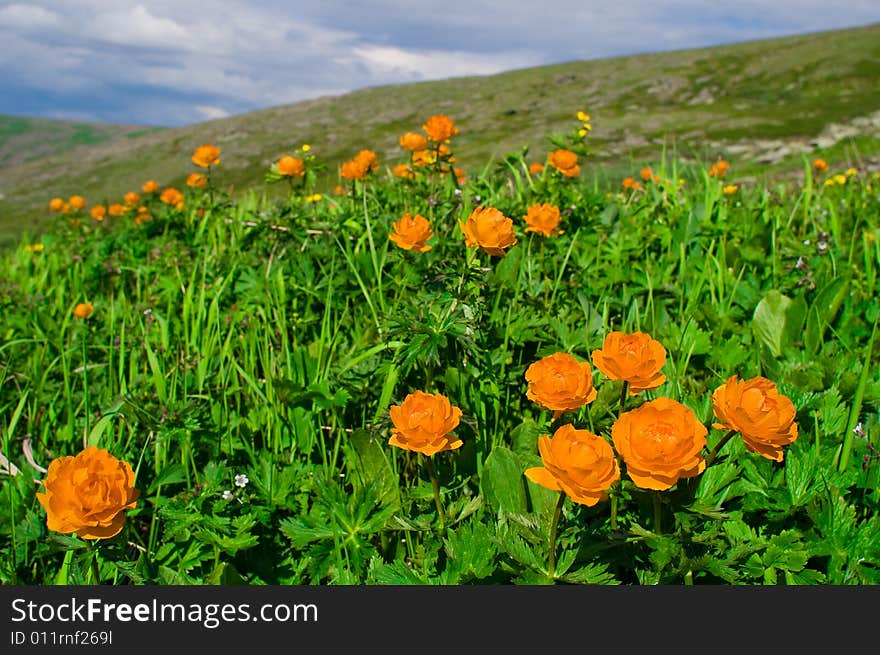 Fiery Flowers