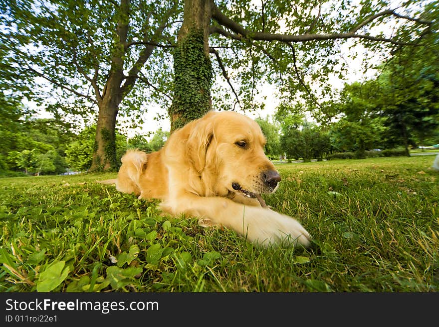 Golden Retriever