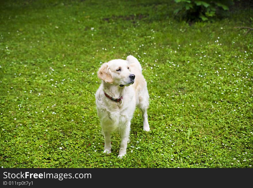 Golden Retriever