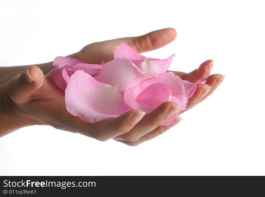 Detail of human hands holding pink rose petas - isolated. Detail of human hands holding pink rose petas - isolated