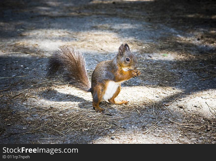 Squirrel eating in the park