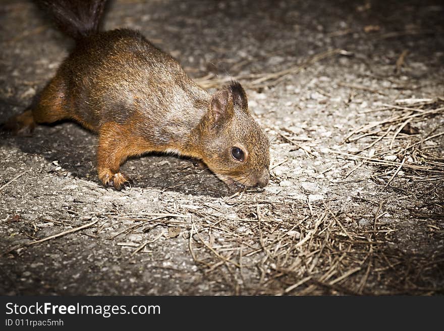 Squirrel eating in the park