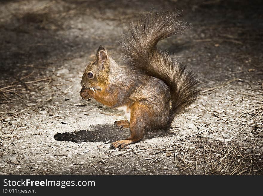 Squirrel eating in the park