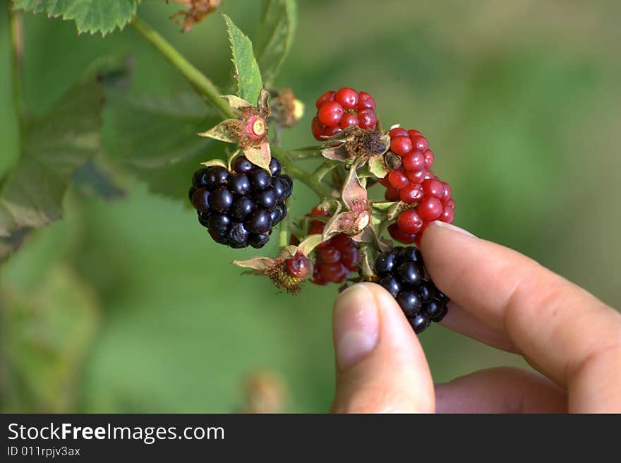 Time to pick organic  blackberry. Time to pick organic  blackberry