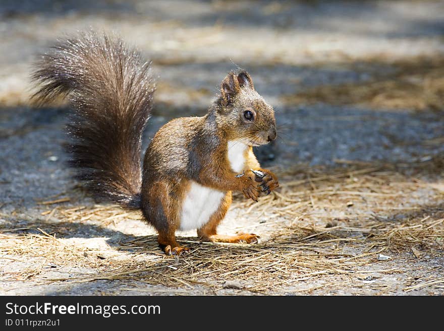 Squirrel eating in the park