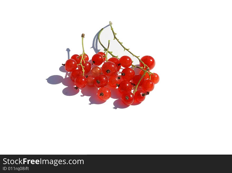 Red currant on white background