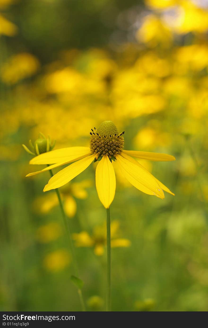 Yellow flower on the meadow, floral background