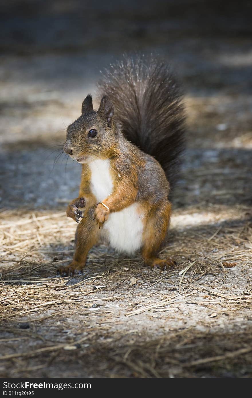 Squirrel eating in the park