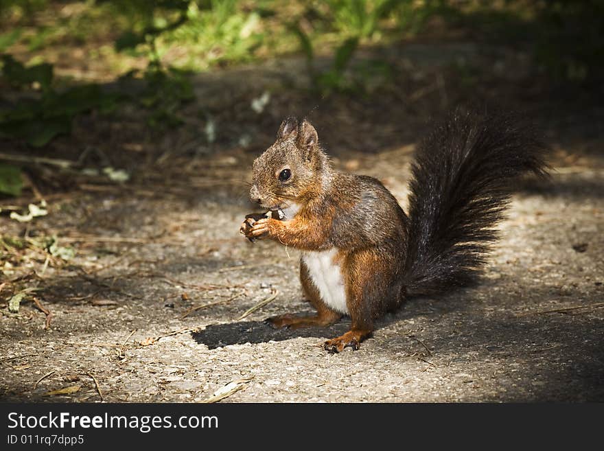 Squirrel eating in the park