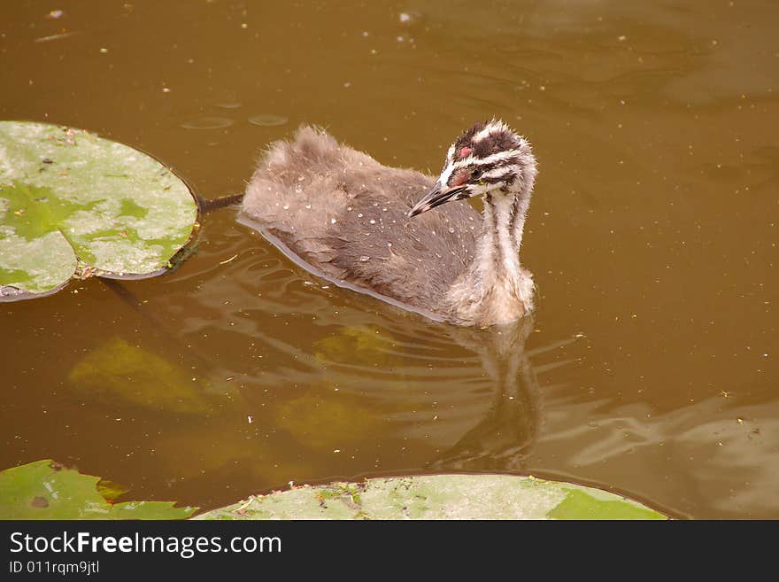 Great crested grebe