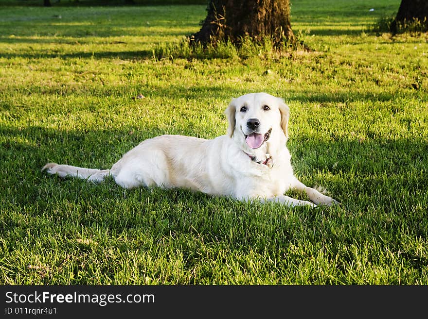 Golden retriever in the green meadow