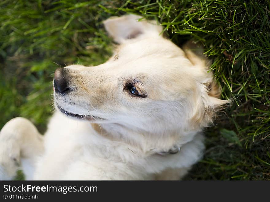 Golden retriever