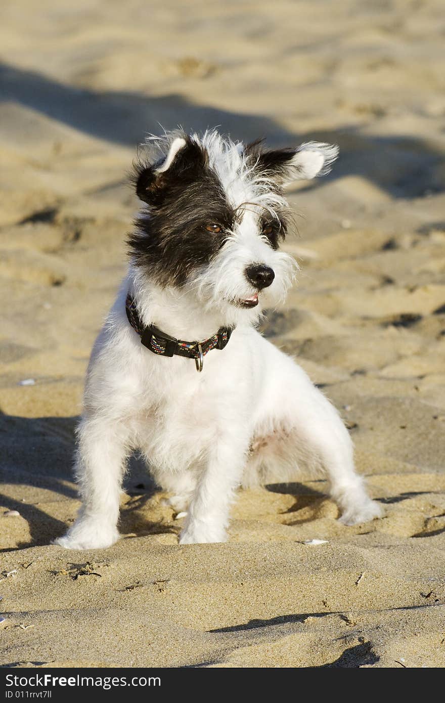 Dog on the sand