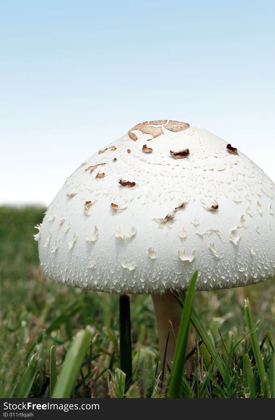 A white mushroom sits in a field of grass with a blue sky in the background.