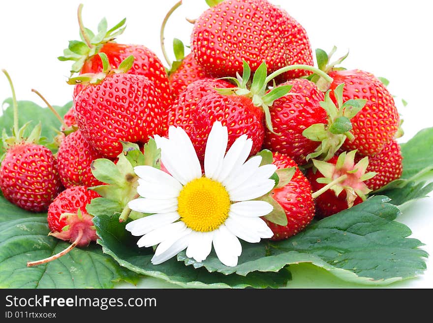 Strawberries and chamomile isolated on white