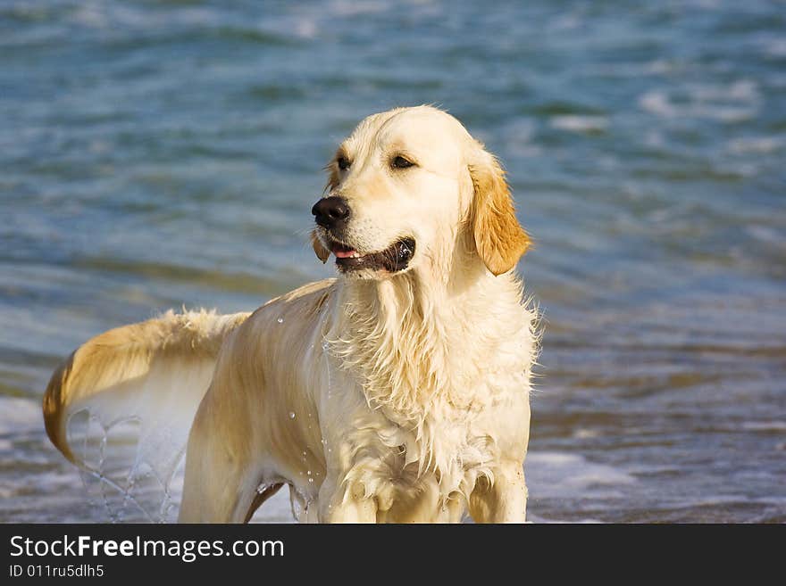 Golden Retriever