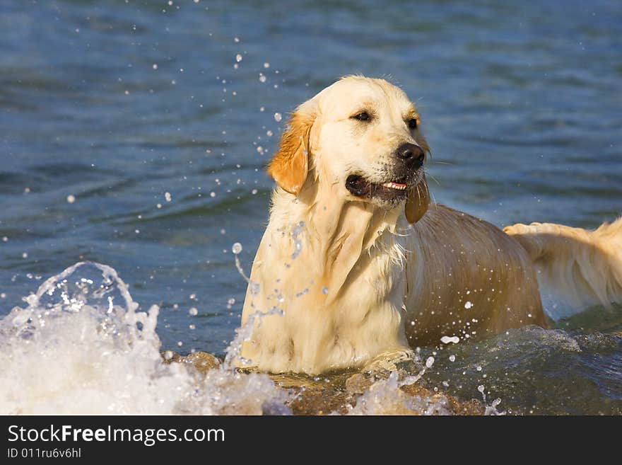 Golden Retriever