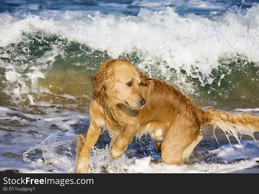 Golden Retriever