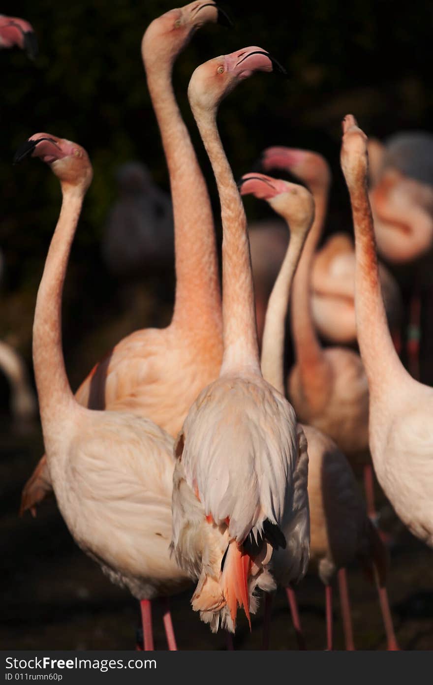 Taken in a zoo. A group of red flamingo