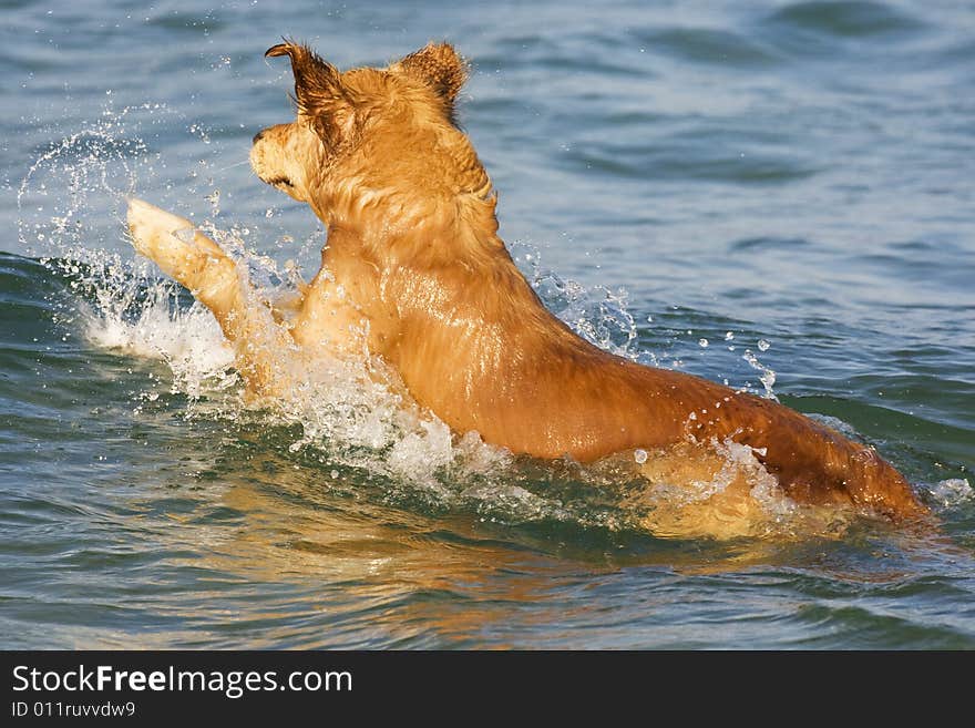 Swimming Dog