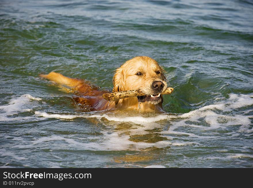 Golden Retriever