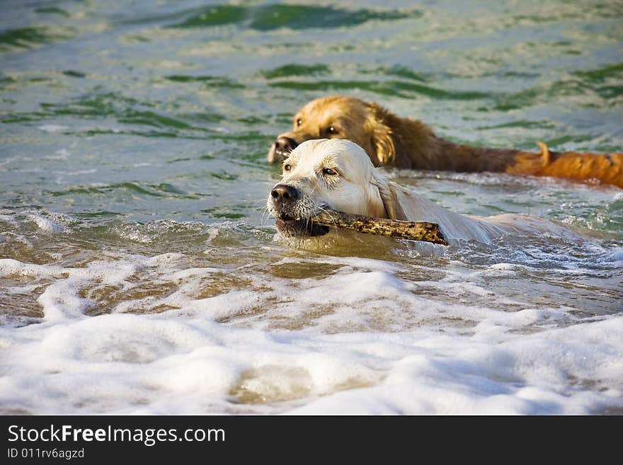 Two Golden Retrievers