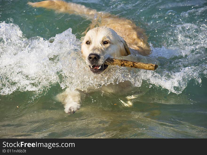 Golden Retriever