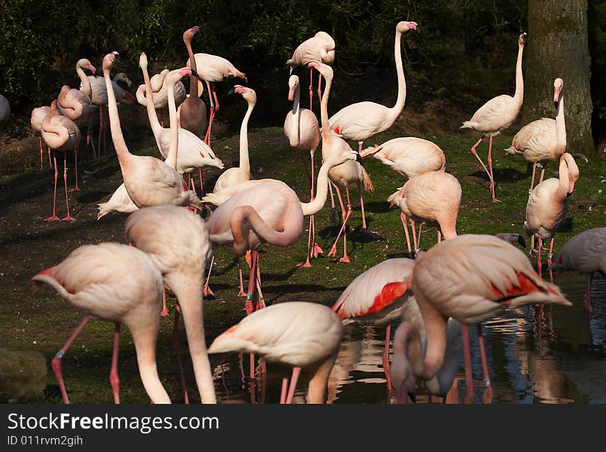 Taken in a zoo. A group of red flamingo