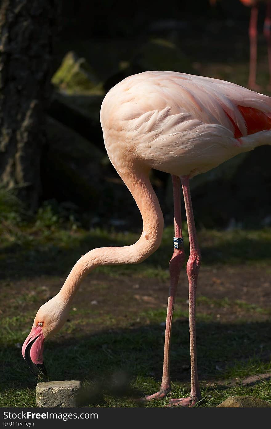 Taken in a zoo. A group of red flamingo