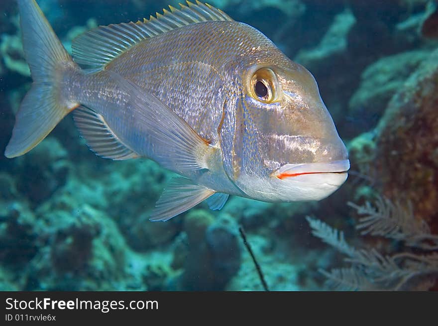 This Saucereye Porgy displays its blue-tinted silvery color and large golden eye. Beautiful pattern of fish scales. This Saucereye Porgy displays its blue-tinted silvery color and large golden eye. Beautiful pattern of fish scales.