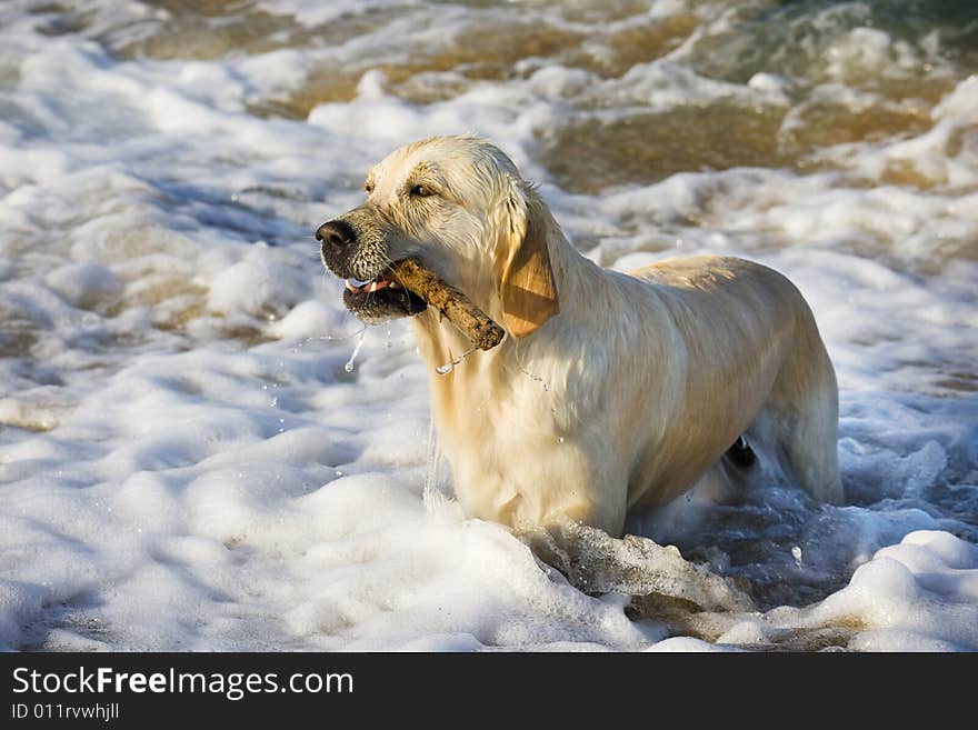 Golden Retriever