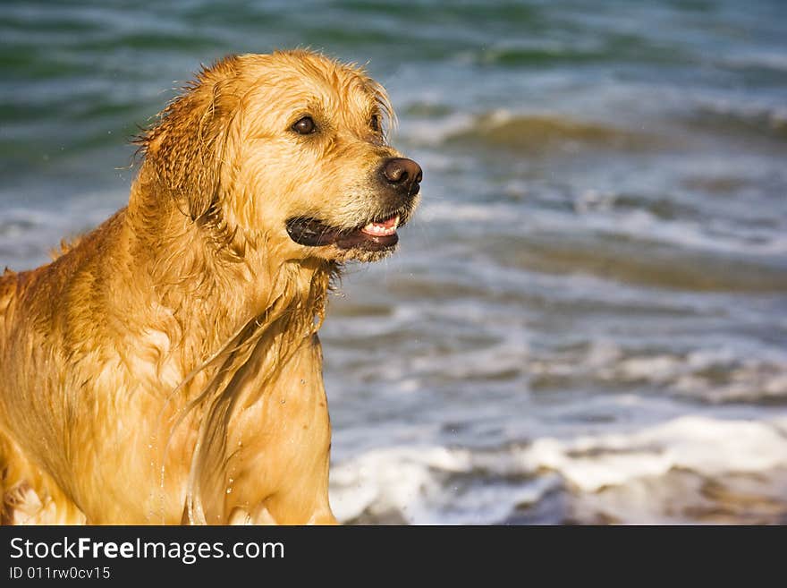 Golden Retriever