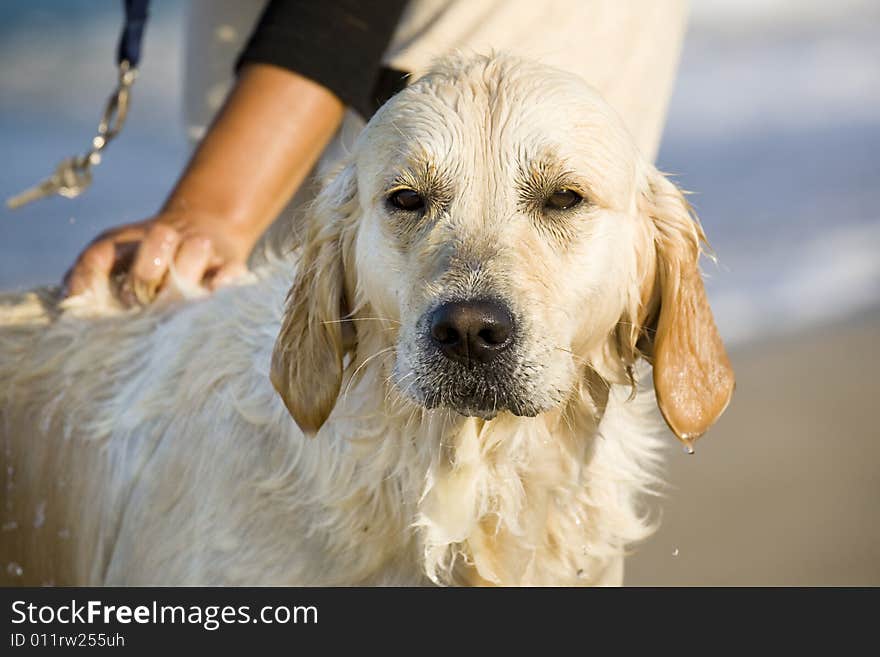 Hand caressing a dog