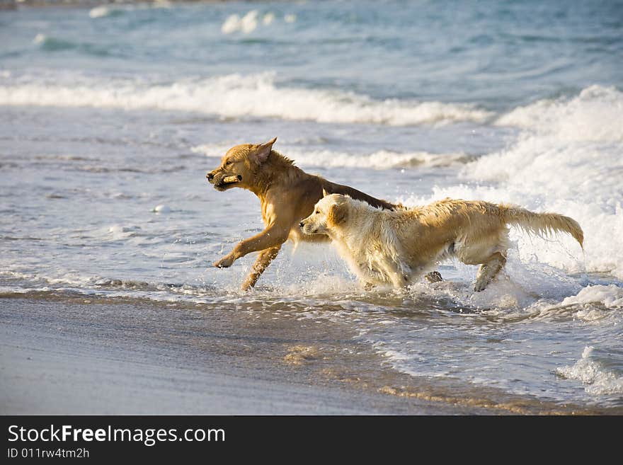 Two Golden Retrievers