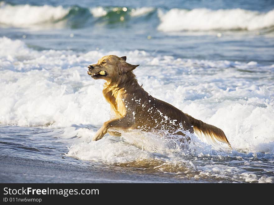 Golden Retriever in the water