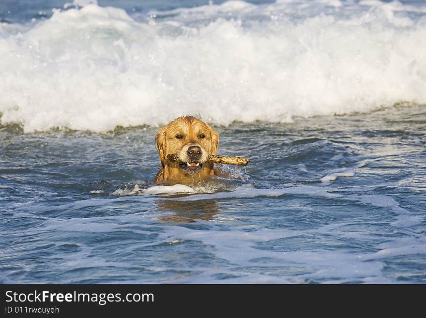 Golden Retriever