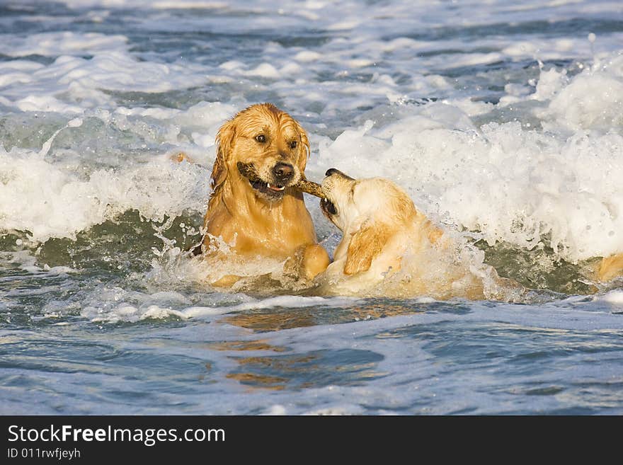 Two Golden Retrievers