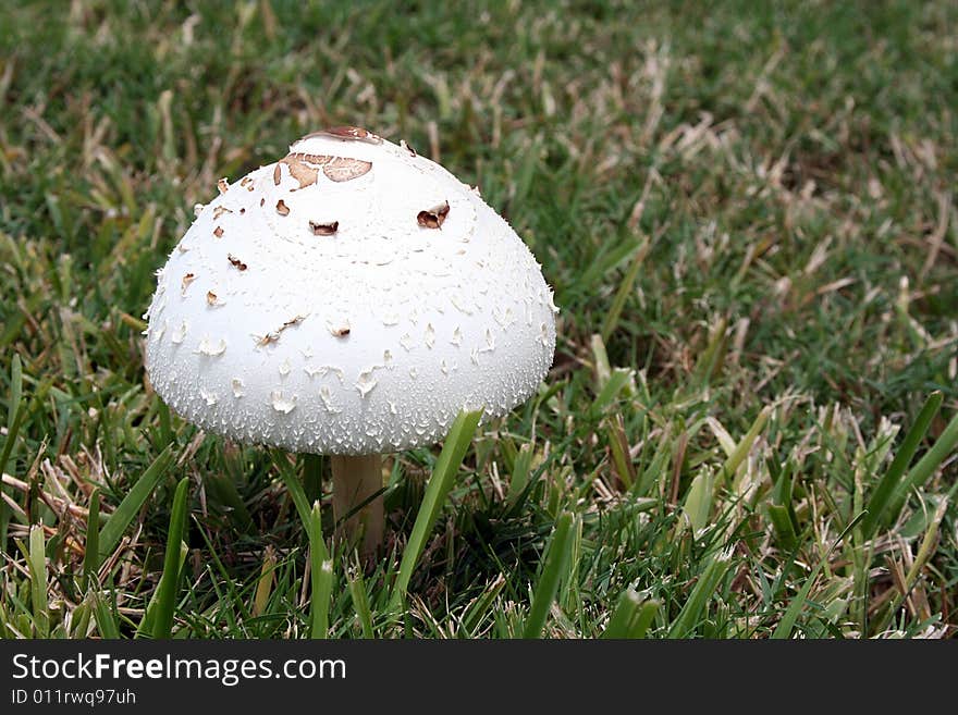 A white mushroom sits in a field of grass.