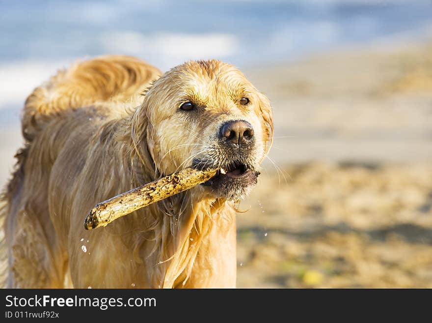 Golden Retriever