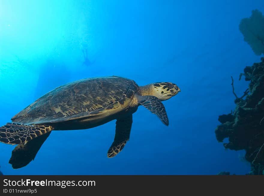 A turtle is swimming left to right; behind it can be seen the form of a swimmer and boat shadow on the water surface. A turtle is swimming left to right; behind it can be seen the form of a swimmer and boat shadow on the water surface.