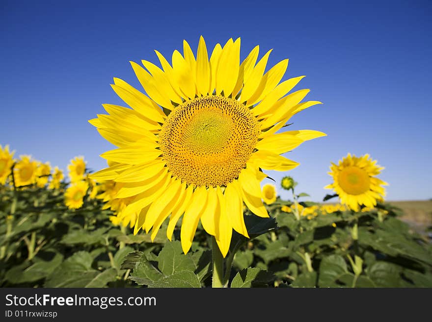 Sunflower