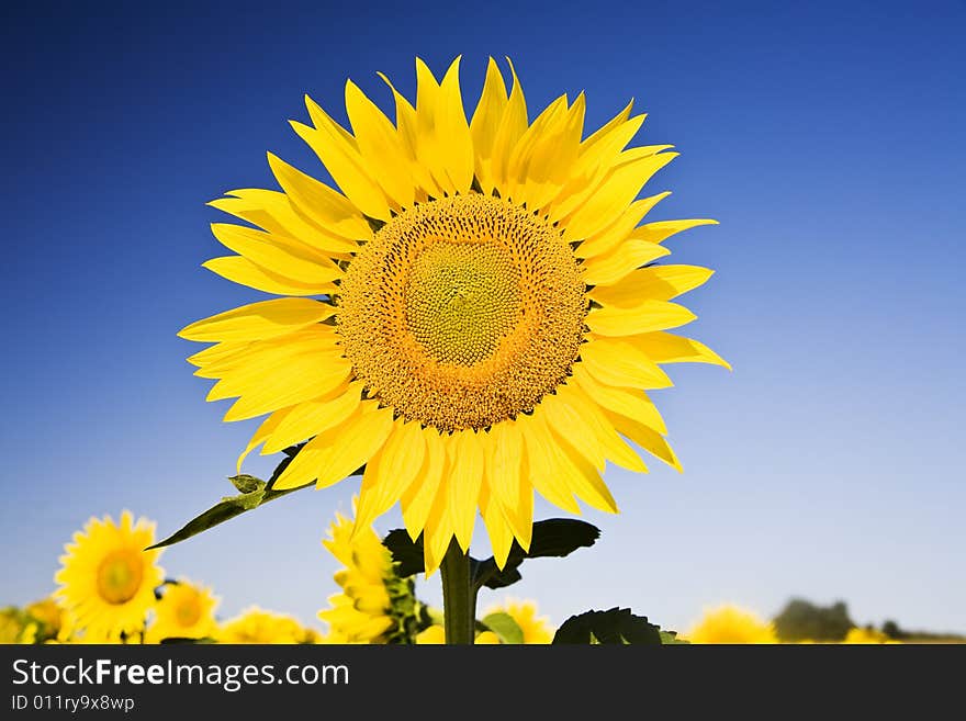 Sunflower