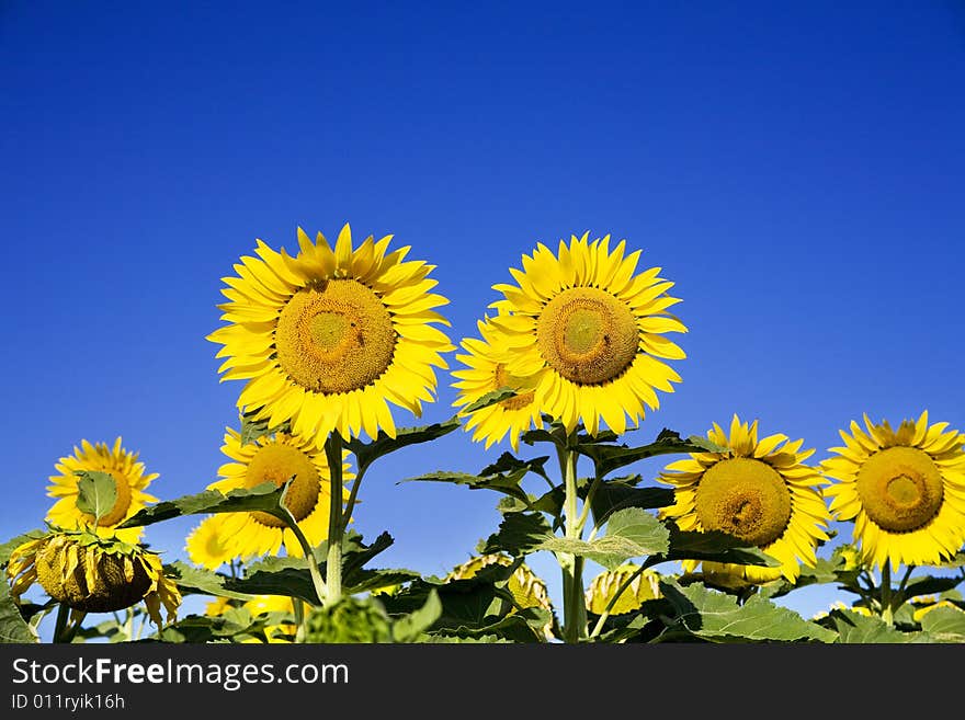 Sunflower