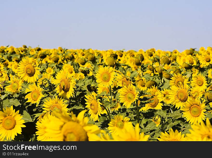 Sunflower