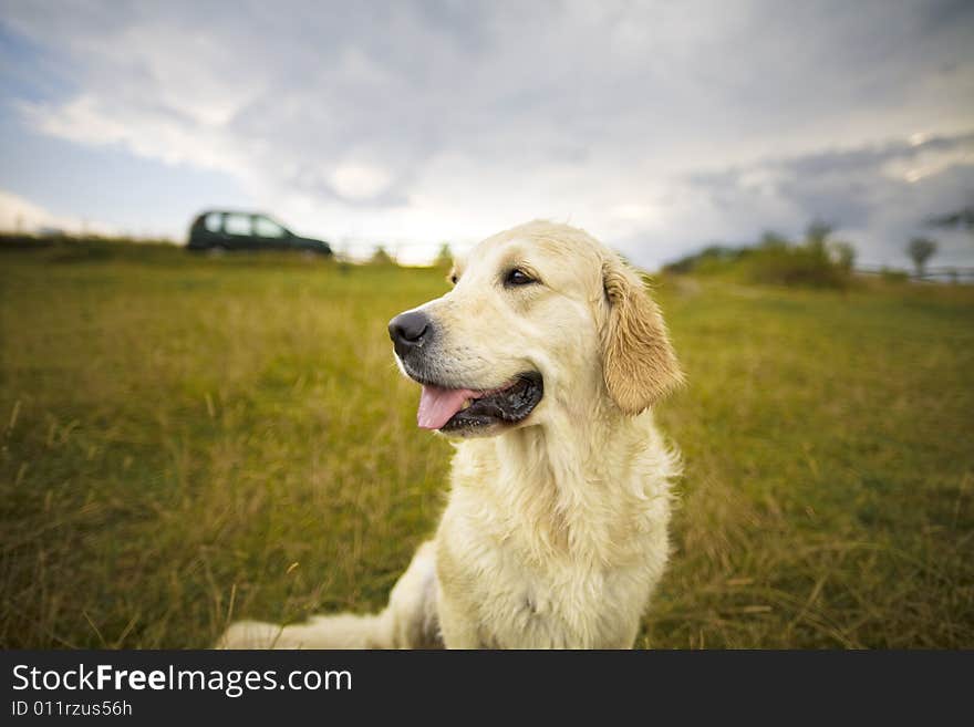 Golden Retriever