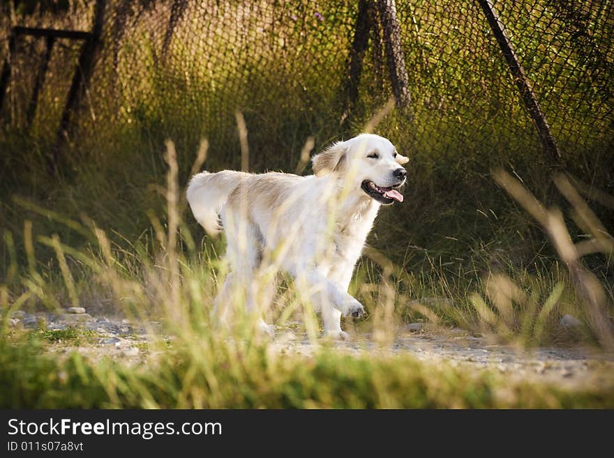 Golden Retriever Running