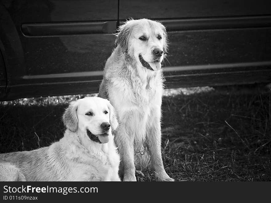 Two Golden retrievers